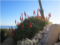 010774e7-aloe (2).JPG